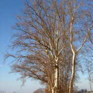 Foto-album Winter in Haagsittard, 8 december 2012