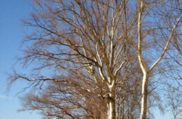 Foto-album Winter in Haagsittard, 8 december 2012