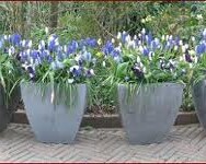 Jaarprogramma tuinclub