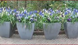 Jaarprogramma tuinclub