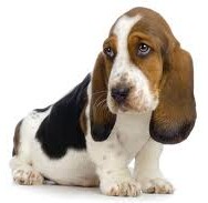 Hondenbezitters die ‘euver de paol gaon’ opgelet.