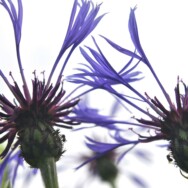 Jaarprogramma tuinclub